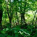 .... Hier sieht es aus wie im Urwald.