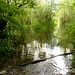 Einen Tag nach den ergiebigen Regenfällen in dem Bereich wo die Maggia in den Lago Maggiore fliesst. Immer noch alles überschwemmt.