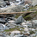 über diese Brücke führt der Weg zur Distelalp wbw