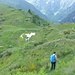 Visibili a destra i cartelli per il bivio verso l'Alpe Zii.