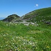 Eine Blumenpracht auf der Alp Chlus