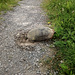 Eine Schildkröte bahnt sich einen Weg über den Radweg