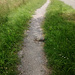 Eine Schildkröte bahnt sich einen Weg über den Radweg