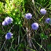 Kugelblumen sind hier besonders schön anzutreffen