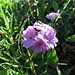 Mehl-Primel (Primula farinosa)