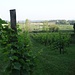 ...durch die Weinberge...