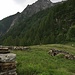 Il Pizzo del Rovale dall'Alpe Loi