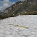 ein verlassener Tourenski zeugt davon, dass der Roccabelle ein Skitourenberg par exzellence ist - ob unterm Schnee der Besitzer begraben liegt?