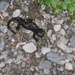 Salamander, davon gab`s viele