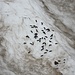 <b>Alcune fatte della lunghezza di 2 cm, sparpagliate sulla neve in forma di piccoli cerchi, rivelano la presenza della pernice bianca (Lagopus muta). </b>
