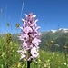 in der Blumenwiese hebt sich diese Orchis besonders hervor
