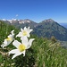 Blumen am Grat mit Niesenkette im Hintergrund 1