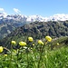Blumen am Grat mit Bachflue im Mittel-, Mönch, Jungfrau, Gspaltenhorn und Blüemlisalp im Hintergrund 3