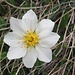 filigrane Blüte