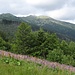 Blumenpracht unter dem Ďumbier