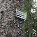 Beim Roteck beginnt mein Abstieg ins Zastlertal. Der Name "Scheibenfelsen" rührt vom Brauchtum des Scheibenschlagens her. Er tritt auch an anderen Orten im Schwarzwald auf.