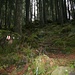 moosiger, offener Wald gegen den Sattelpass