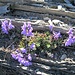 Wandern im "Alpengarten" 14
hier in der selteneren Form der gänzlich blau-violetten Krone