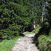 First part of the hike through the forest (on the trail that goes to Alp Mora).