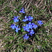 Flowers at the summit of Piz Mirutta!<br />It is a spring gentian (german: Frühlings-Enzian, latin: Gentiana verna).