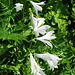einige von tausenden weißen Trichterlilien