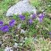 Viola calcarata L.<br />Violaceae<br /><br />Viola con sperone.<br />Pensée éperonnée.<br />Langsporniges Stiefmütterchen.