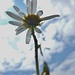 flower in the sky