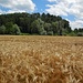Kornfeld bei Letten
