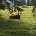 magere Kuh ist ganz entspannt!