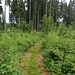 Es geht durch den grünen Wald