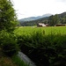Der Zufluss für den Chapfensee bei Parmort