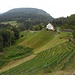 ...auf den Rebberg von Rüfi
