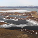 Vindbelgjarfjall - Ausblick im Gipfelbereich in etwa östliche Richtung. Auf den kleineren vorgelagerten Seen und in einigen Buchten des Mývatn hält sich aktuell noch eine dünne Eisdecke.