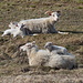 Am Mývatn - Schaf-Mutter-Kind-Idylle, #2. Mittlerweile, am Nachmittag, weht ein stürmischer Wind. Da macht man es sich als Lamm doch gern bei - oder noch besser auf - der Mutter gemütlich.