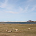 Am Mývatn - Wie derzeit "überall" in Island - trifft man auch hier, am südöstlichen See-Ufer, Schafe mit Lämmern.