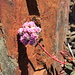 Color contrast: red rocks and the pink of (Mount Hood) Pussypaws, Cistanthe umbellata