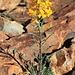 Western Wallflower (Erysimum capitatum), probably a subspecies endemic to California, maybe even the endangered Contra Costa Wallflower (?)