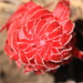 Snow Plant from top