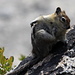 Chipmunk with an itch on its neck