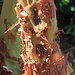 The bark of a Manzanita tree