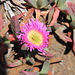 Ice plant (Carpobrotus edulis)