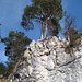 heller Kalkstein und Kiefern vor blauem Himmel - ein wärmeexponierter Südhang