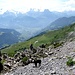 Steiler Abstieg  durch den Sidenplangg über losen Untergrund zur Gisler Alp