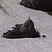 Ein Steinbock auf dem Schneefeld unterhalb des Rotsteinpass