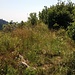 La cresta sommitale del Campo dei Fiori è invasa dalla vegetazione