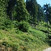 ...finchè si scende sul Sentiero n.1 dal bel bosco a sx