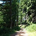 La pineta sommitale del Campo dei Fiori è stata creata dall'uomo. L'antico nome del monte infatti era La Biota (nuda) e la zona, detta dei prati magri, era adibita a pascolo. 
