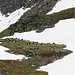 eine  Herde von Schwarzhals-Geissen auf ihrer "Berg-Wanderung"
