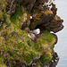 Steilküstenbewohner Eissturmvogel
