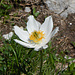 Alpen-Anemone - immer wieder schön!